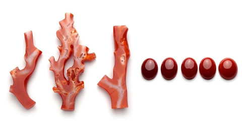 水産事業（赤サンゴ）